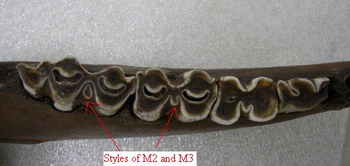 Figure 5- Top view of a mandible showing the styles for M2 and M3. M2's style is past the point of being a loop and M3's style is a loop.