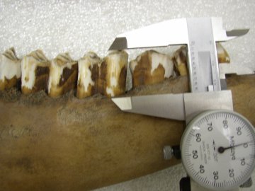 Figure 7- This specimen's enamel border is located at the gum line.