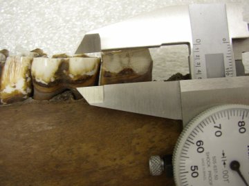 Figure 6- This image shows how to measure the metaconid height. Notice that the caliper is measuring from the enamal border to the top of the cusp (which is very worn in this specimen).