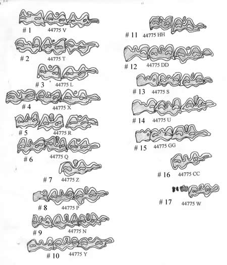 Figure 3- Occlusal surface drawings of the Dow's right mandibles. They are arranged in sequential order. The gray represents the dentine. Mandibles under the age of 4.5 years are not included in these drawings since they can be aged by the eruption sequence. On the left is a list of the associated ages.