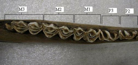 Figure 2- Dow's bison mandible 44775AA with the teeth appropriately labelled. P1 is not shown on this image but would be located before P2.