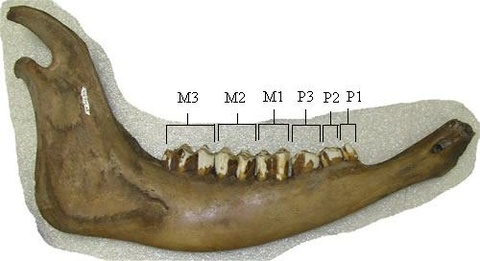 Figure 1- Dow's bison mandible 44775AA with the teeth appropriately labelled.