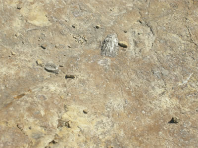 rugose coral site six