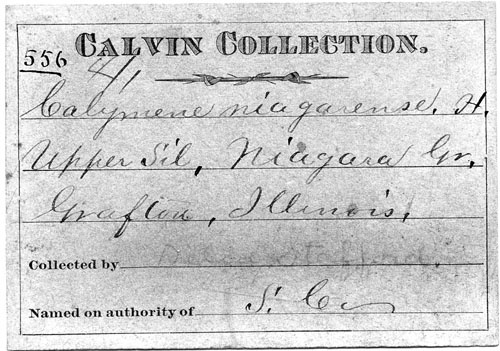 Delia Stafford (written by Calvin) label