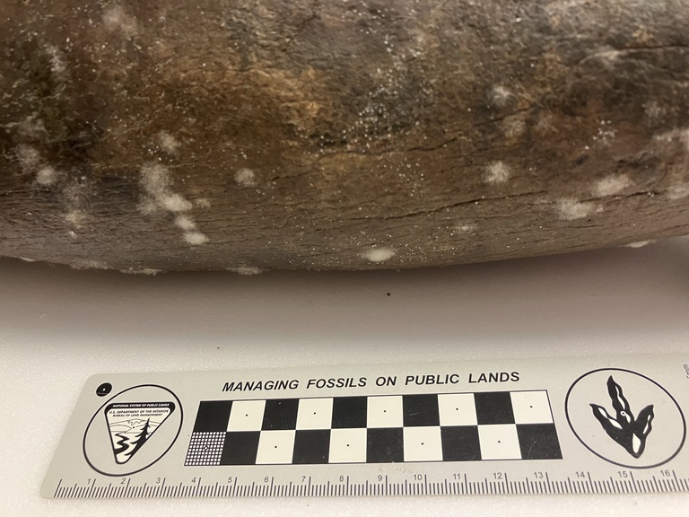 Mold with scale bar.