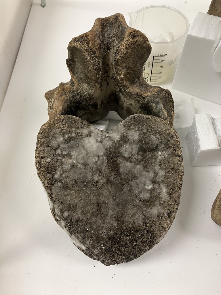 Mold growing on a proboscidean vertebra.