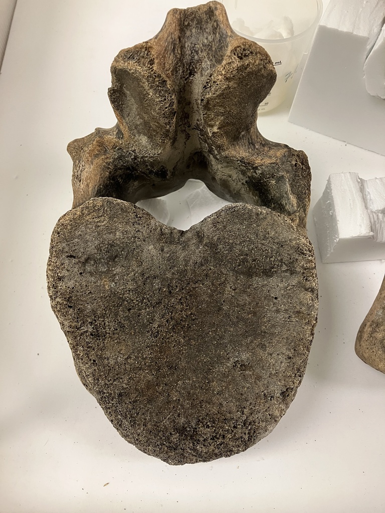 Cleaned vertebra specimen.