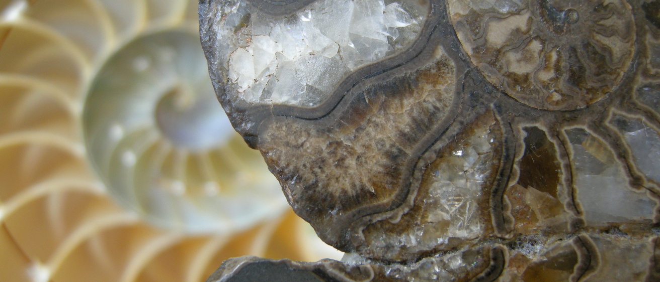 A polished section of an ammonite, with a sectioned modern Nautilus in the background