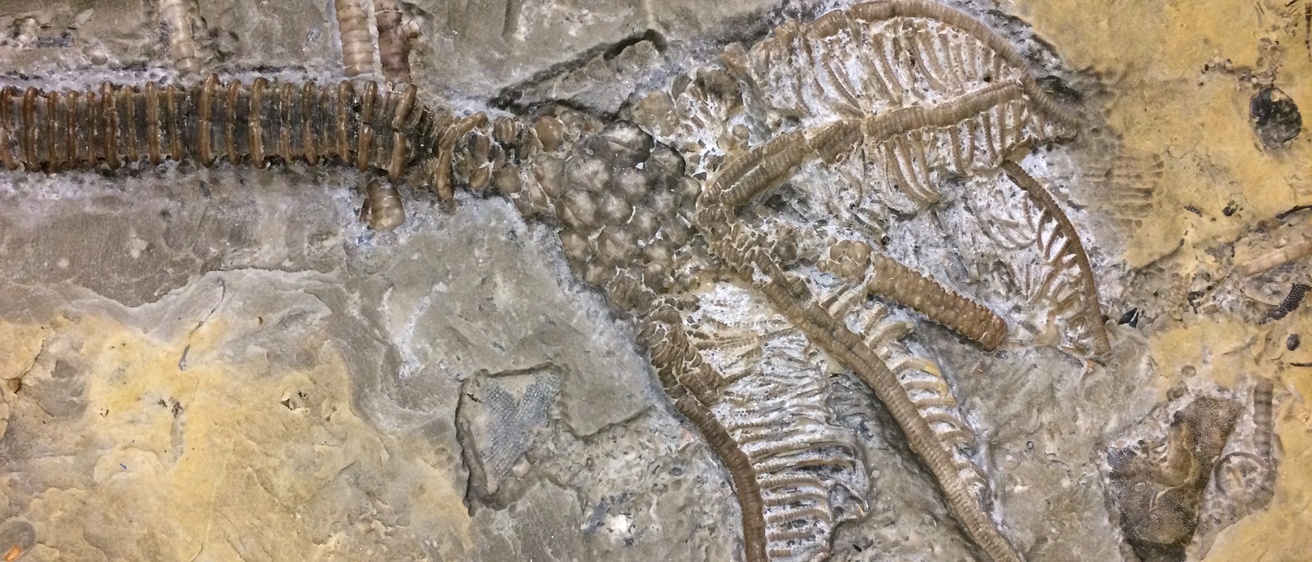 close up of fossil