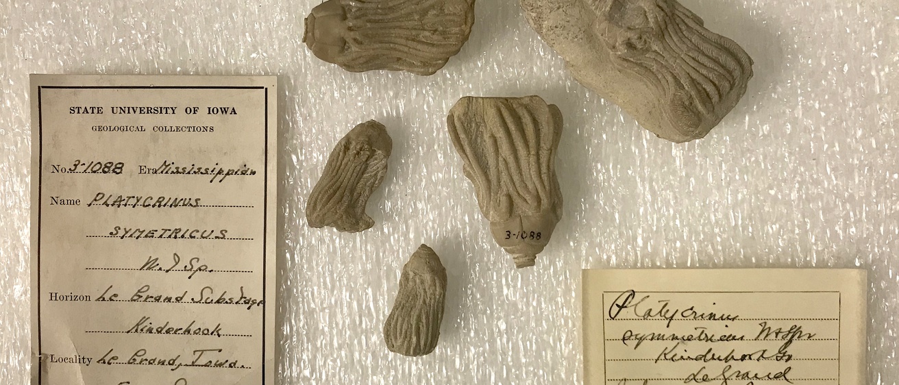 crinoids with labels