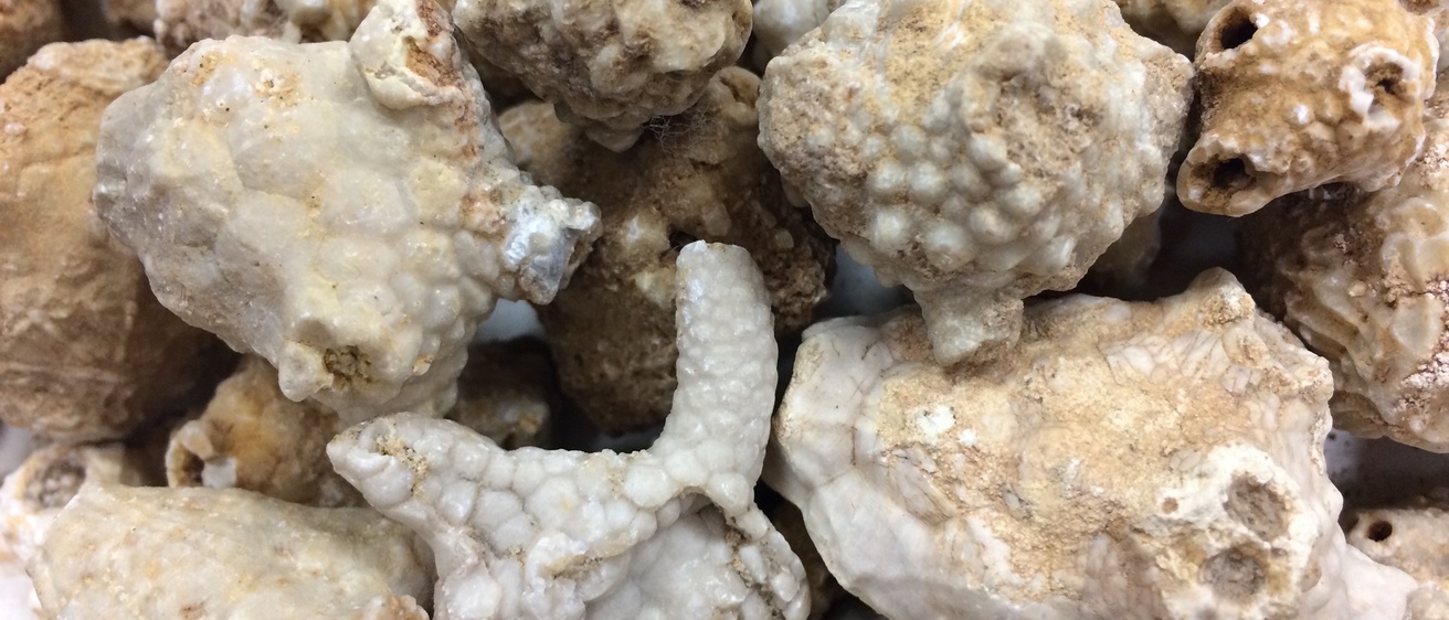 Photo of shells